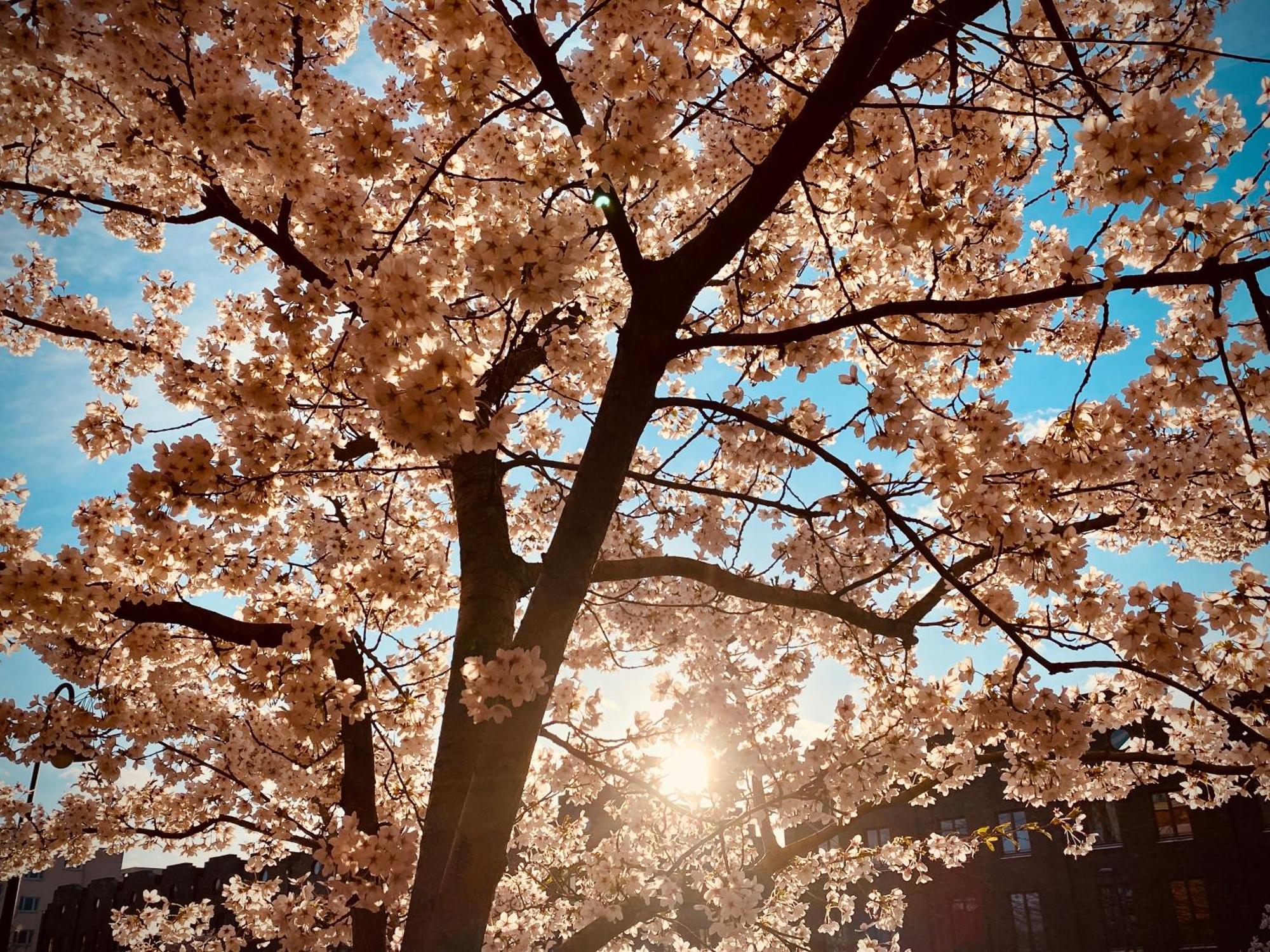 Schoene Aussichten Mitten In Berlin - Il Sole Berlim Exterior foto